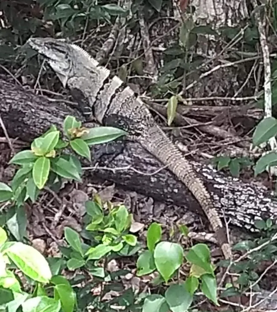 Oda ve Kahvaltı Tooj Cheel Lodge Tulum